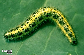 Ke parpali Lahana kelebei - Larva