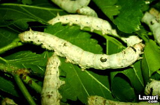 Metaksii munturi -  pek bcei - Larva