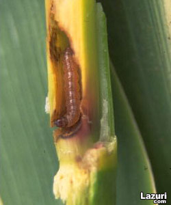 Kuxi - Msr piralinin larvas