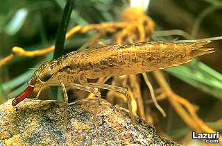 Karkalamtaxu Yusufuk - Larva
