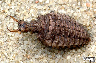 ikame - Karnca aslan - Larva