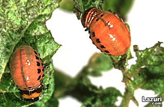 Kartofi bobola. Patates bcei. - Larva