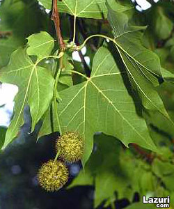 nargiller (Platanaceae)