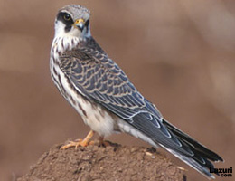 Kuri - Aladoğan