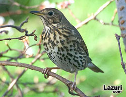 Ard Kuu (Turdus pilarus)