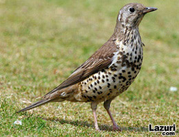 Ard Kuu (Turdus pilarus)