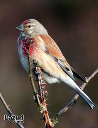 vamita - Ketenkuu